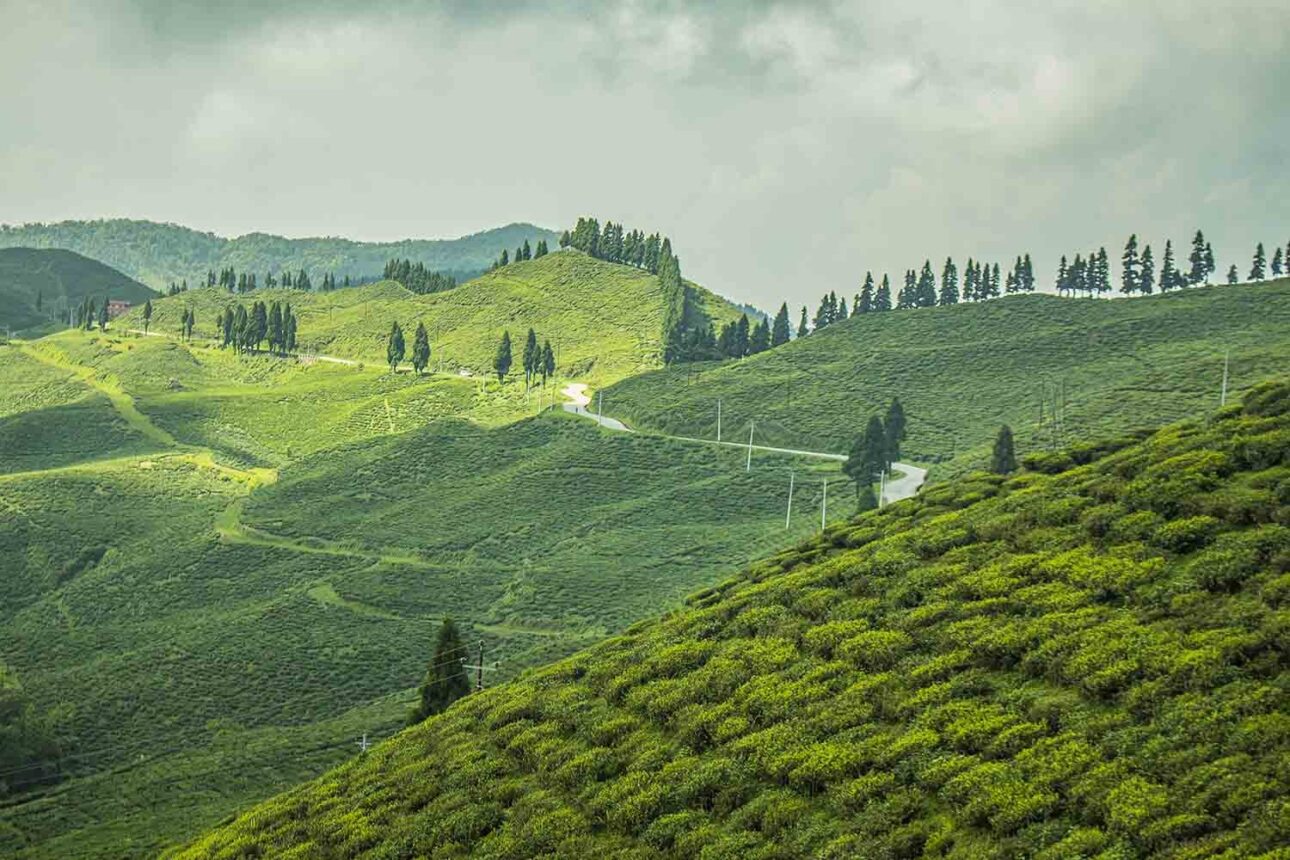 पर्यटकको पहिलो रोजाइमा इलाम