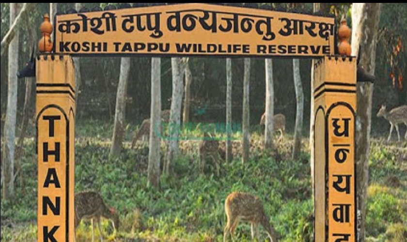 कोशी टप्पु वन्यजन्तु आरक्षबाट ४० लाख राजस्व संकलन