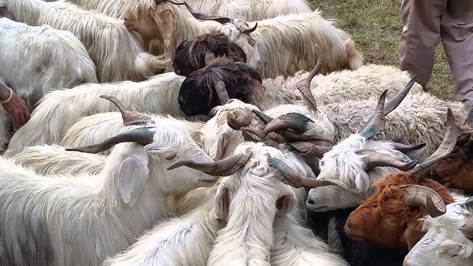 दशैंका लागि १८०० खसीबोका र च्यांग्रा ल्याउँदै खाद्य कम्पनी