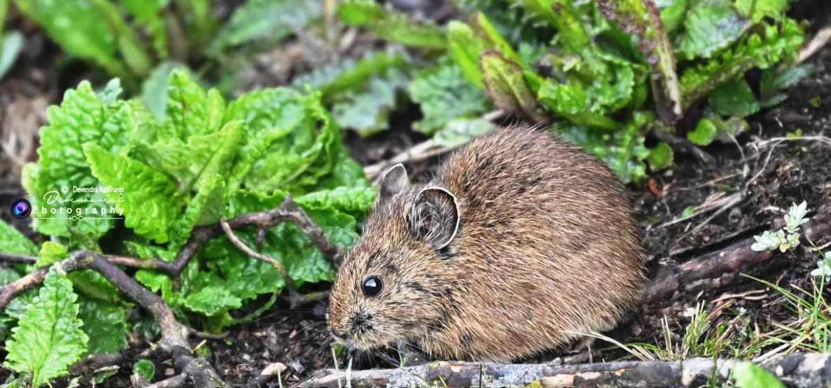 इलाममा भेटियो नेपालमै नदेखिएको ठुटे खरायो