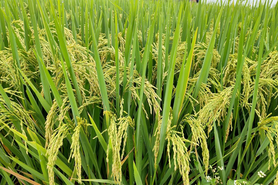 चितवनमा घट्यो धान उत्पादन